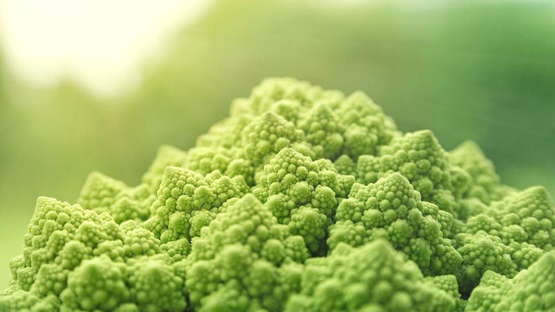 Plant-Based Proteins